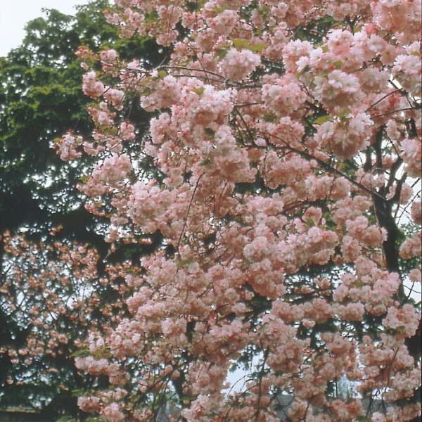 Prunus serrulata 'Pink Perfection' – Prunus serrulata 'Pink Perfection'