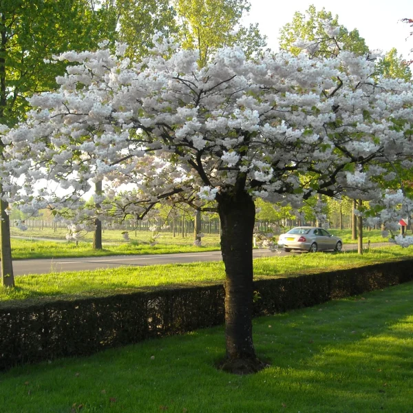 Prunus serrulata 'Shôgetsu' – Prunus serrulata 'Shôgetsu'