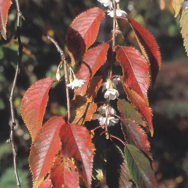 Prunus ×subhirtella 'Autumnalis'