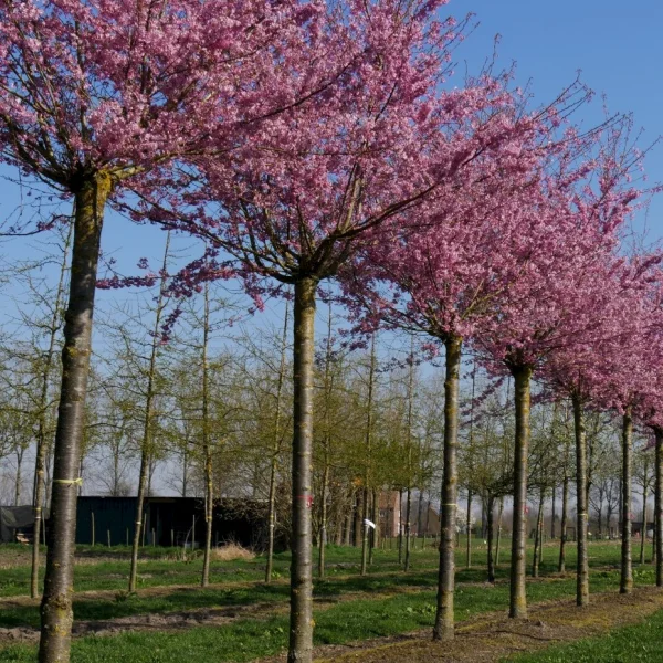 Prunus ×subhirtella 'Fukubana' – Prunus ×subhirtella 'Fukubana'