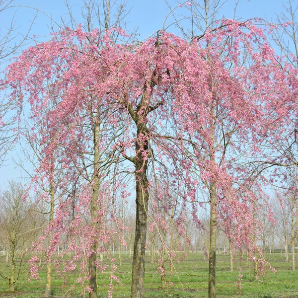 Prunus ×subhirtella 'Pendula Plena Rosea' – Prunus ×subhirtella 'Pendula Plena Rosea'