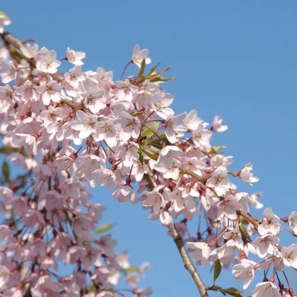 Prunus ×subhirtella 'Pendula Rubra' – Prunus ×subhirtella 'Pendula Rubra'