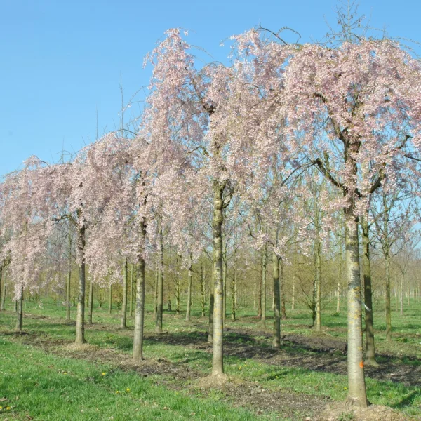 Prunus ×subhirtella 'Pendula' – Prunus ×subhirtella 'Pendula'