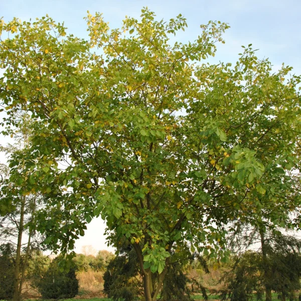 Ptelea trifoliata – Hop tree, Wafer ash, Stinking ash