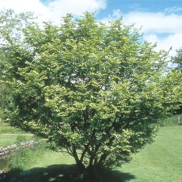 Pterocarya fraxinifolia var. dumosa – Pterocarya fraxinifolia var. dumosa