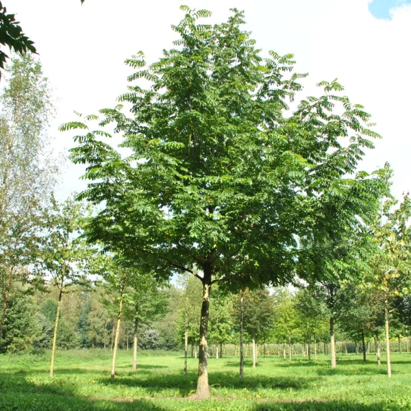 Pterocarya fraxinifolia 'Heereplein' – Pterocarya fraxinifolia 'Heereplein'