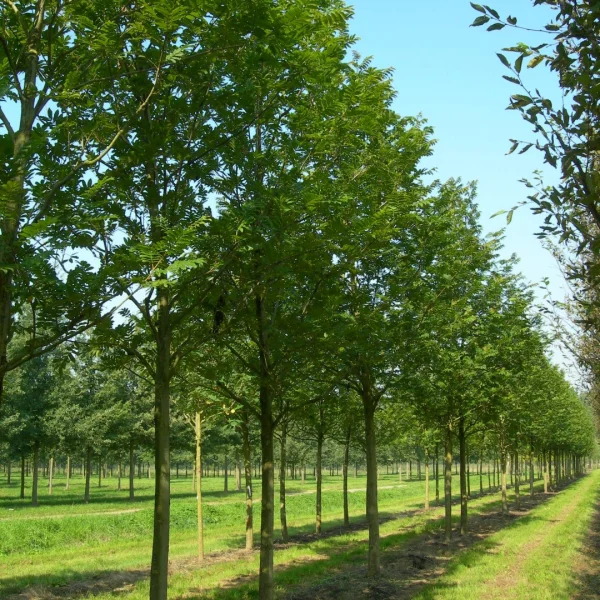 Pterocarya stenoptera – Chinese wing nut