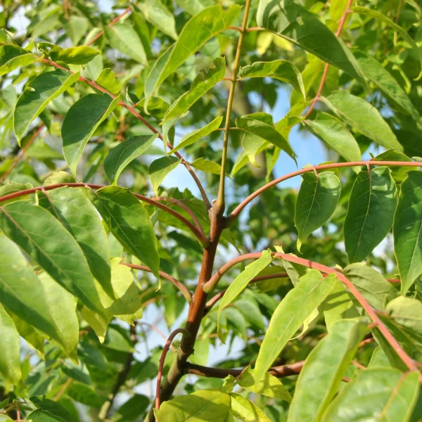 Ailanthus altissima – Tree of heaven