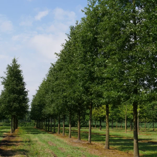 Quercus cerris – Turkey oak, Mossy oak, Moss-cupped oak