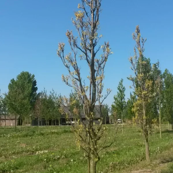 Quercus coccinea 'Fastigiata' – Quercus coccinea 'Fastigiata'