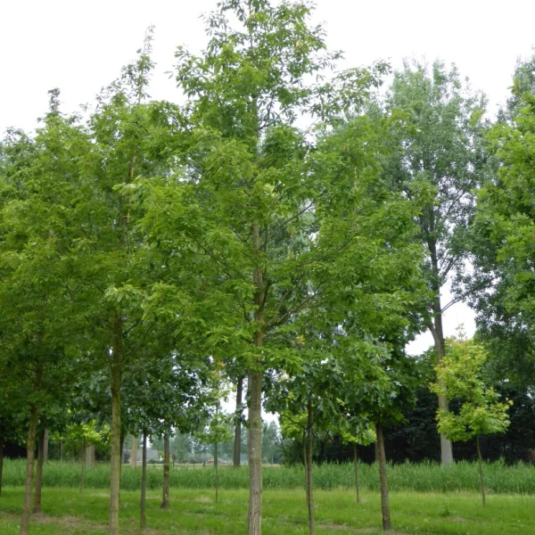 Quercus glandulifera – Quercus glandulifera