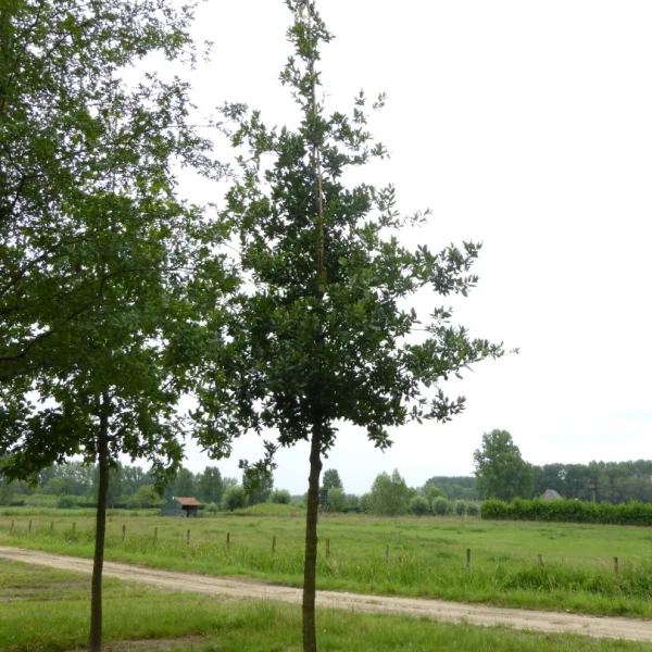 Quercus ×hispanica 'Lucombeana' – Quercus ×hispanica 'Lucombeana'