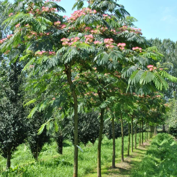 Albizia julibrissin OMBRELLA ('Boubri')