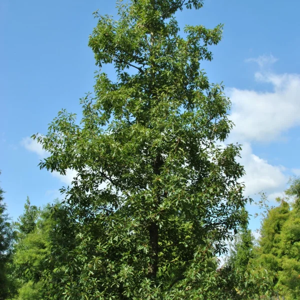 Quercus 'Mauri' – Quercus 'Mauri'