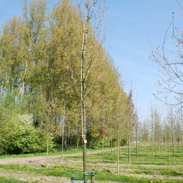 Quercus muehlenbergii – Quercus muehlenbergii