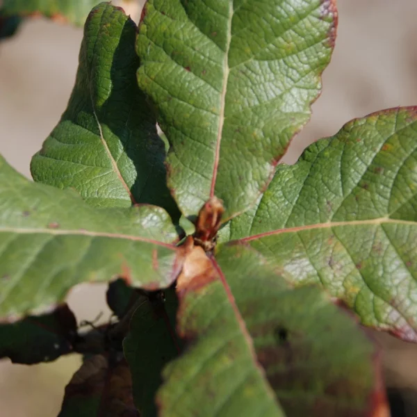 Quercus obtusata ×rugosa – Quercus obtusata ×rugosa