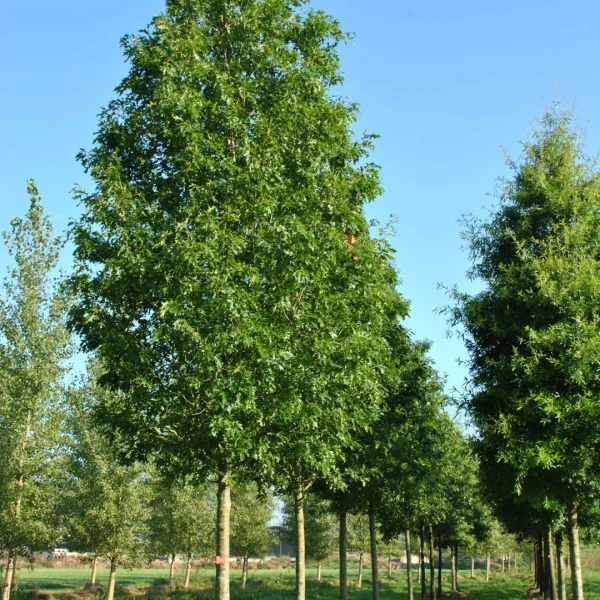 Quercus palustris 'Helmond's Red Globe' – Quercus palustris 'Helmond's Red Globe'