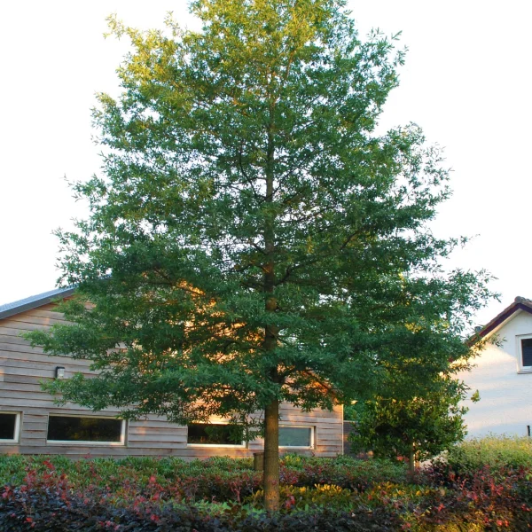 Quercus phellos HIGHTOWER ('QPSTA') – Quercus phellos HIGHTOWER ('QPSTA')