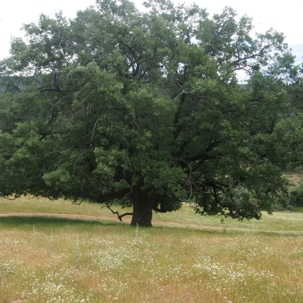 Quercus pyrenaica – Pyrenean oak