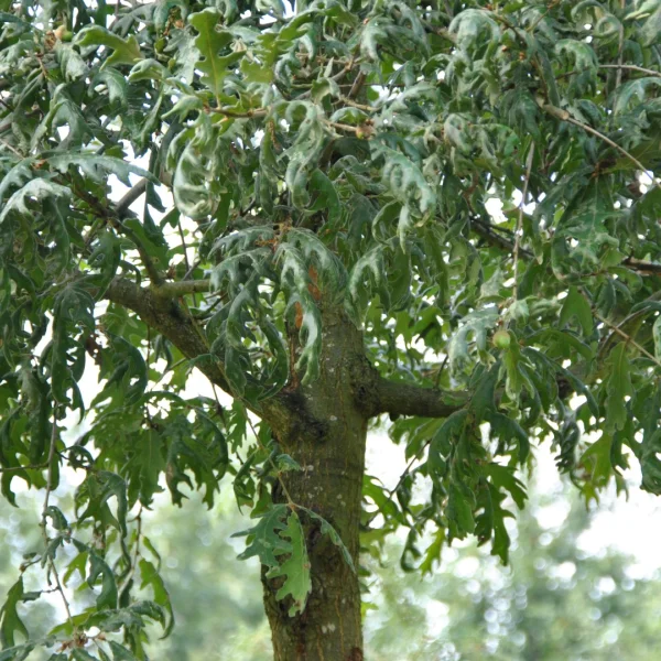 Quercus pyrenaica 'Pendula' – Pyrenean oak