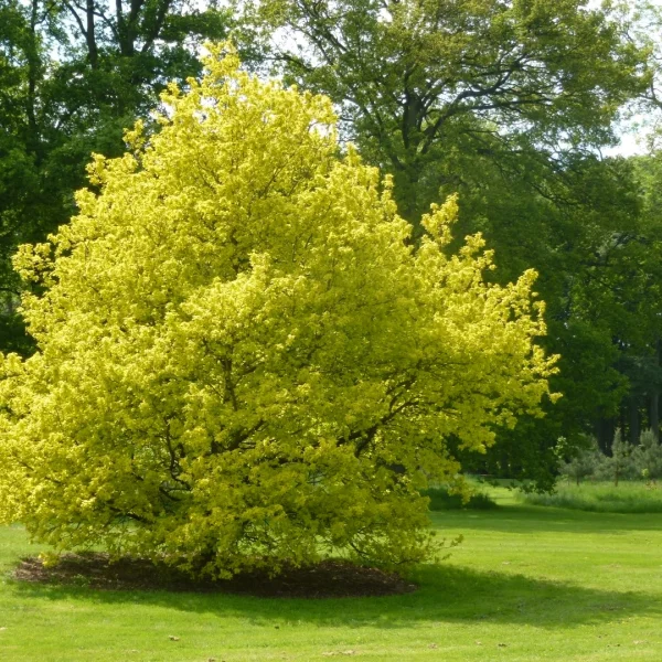 Quercus robur 'Concordia' – Quercus robur 'Concordia'