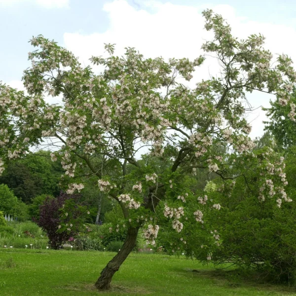 Robinia viscosa – Viscous Robinia, Clammy locust