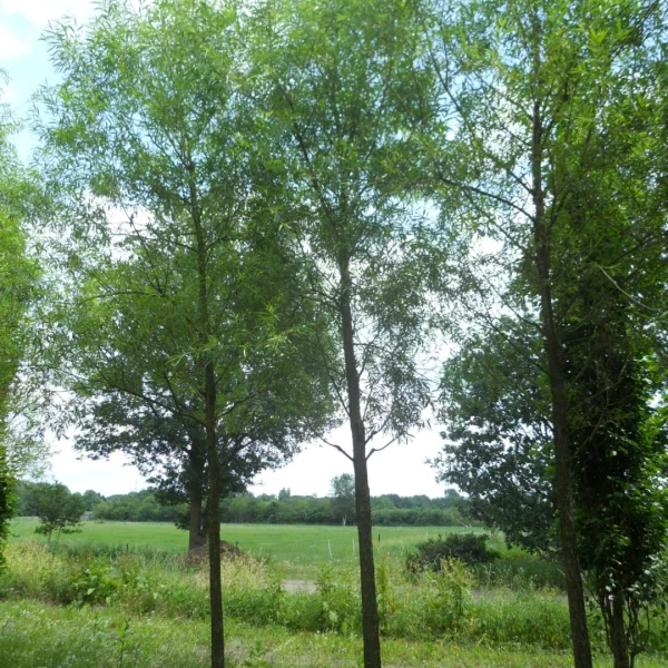 Salix alba subsp. vitellina – Salix alba subsp. vitellina