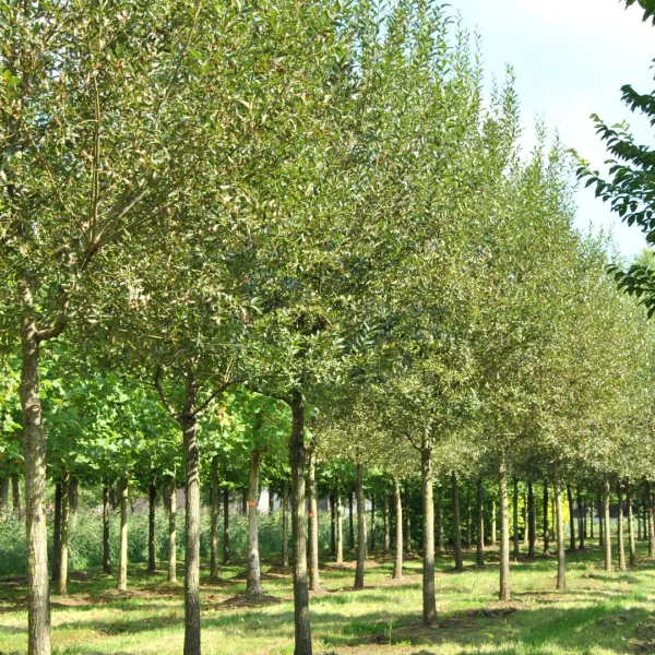 Salix fragilis – Crack willow