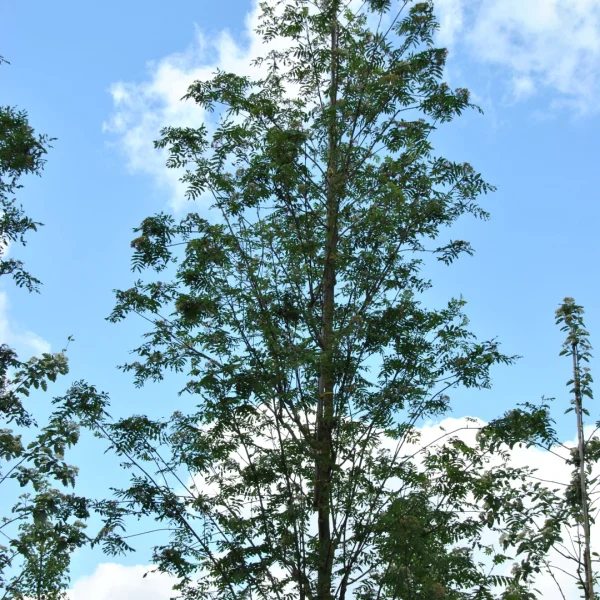 Sorbus aucuparia 'Wettra' – Sorbus aucuparia 'Wettra'