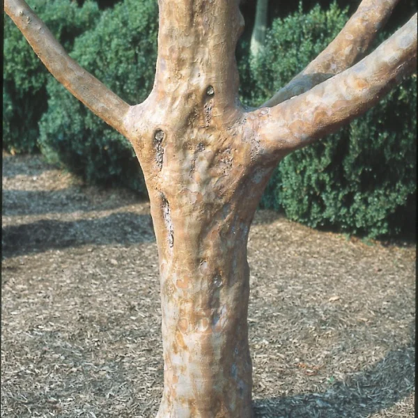 Stewartia monadelpha – Tall Stewartia