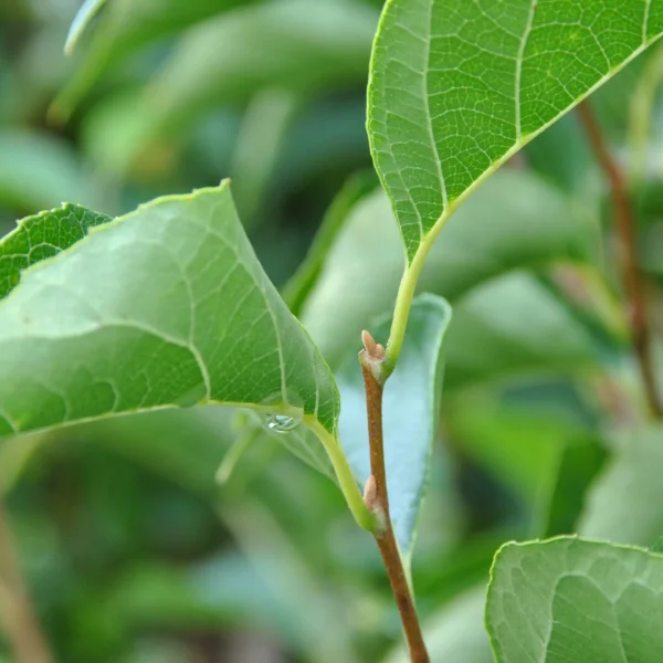Styrax japonicus 'June Snow' – Styrax japonicus 'June Snow'