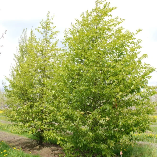Sycoparrotia semidecidua 'Prins Claus' – Sycoparrotia semidecidua 'Prins Claus'