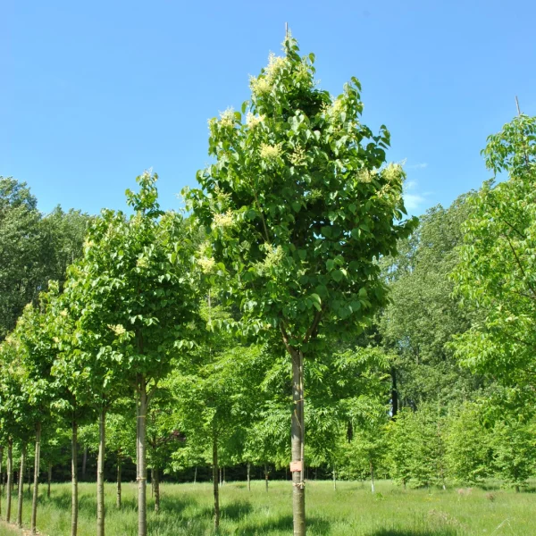 Syringa reticulata 'Ivory Silk' – Syringa reticulata 'Ivory Silk'