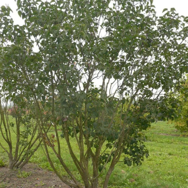 Syringa vulgaris 'Belle de Nancy' – Syringa vulgaris 'Belle de Nancy'