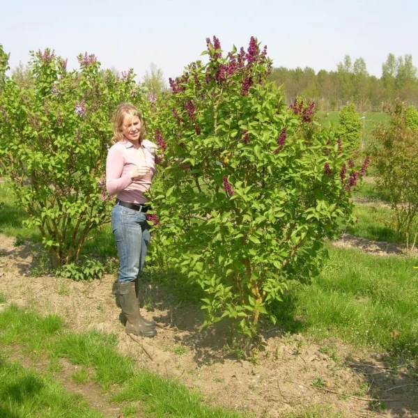 Syringa vulgaris 'Charles Joly' – Syringa vulgaris 'Charles Joly'