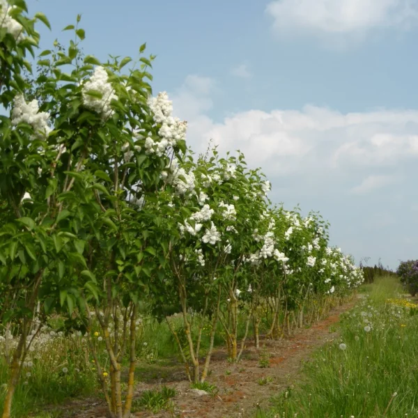 Syringa vulgaris 'Mme Lemoine' – Syringa vulgaris 'Mme Lemoine'