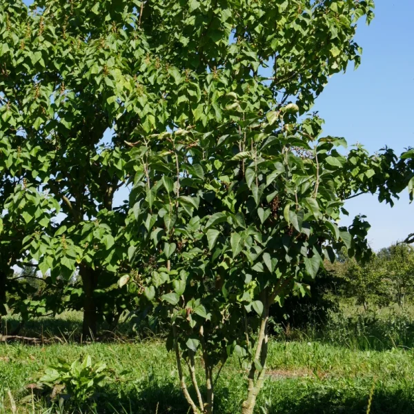 Syringa vulgaris 'Monique Lemoine' – Syringa vulgaris 'Monique Lemoine'