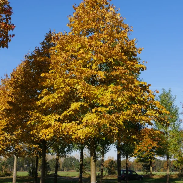Tilia argentea – Tilia argentea
