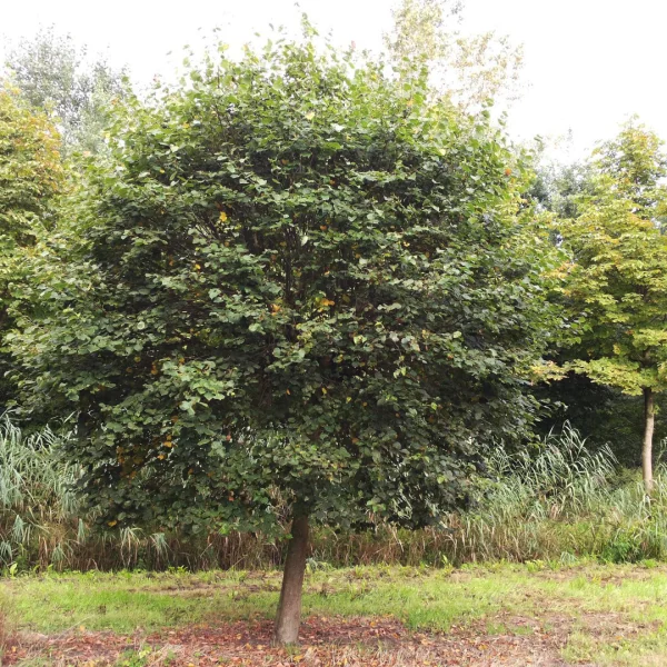 Tilia cordata 'Monto' – Tilia cordata 'Monto'