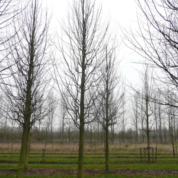 Tilia cordata 'Select' – Tilia cordata 'Select'