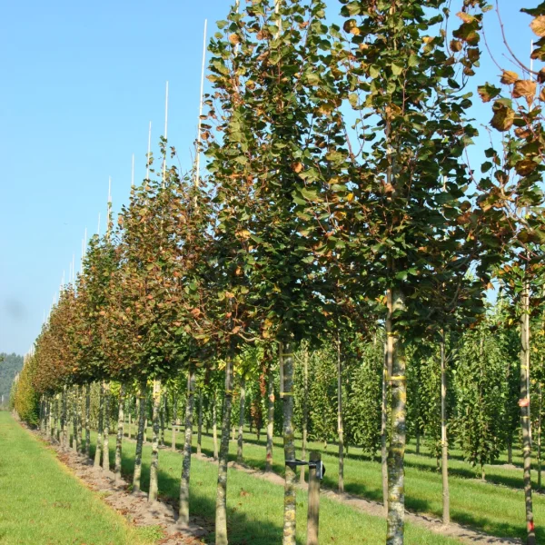 Tilia platyphyllos 'Flamme du Vercors' – Tilia platyphyllos 'Flamme du Vercors'