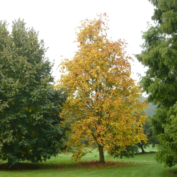 Tilia amurensis var. taquetii – Tilia amurensis var. taquetii