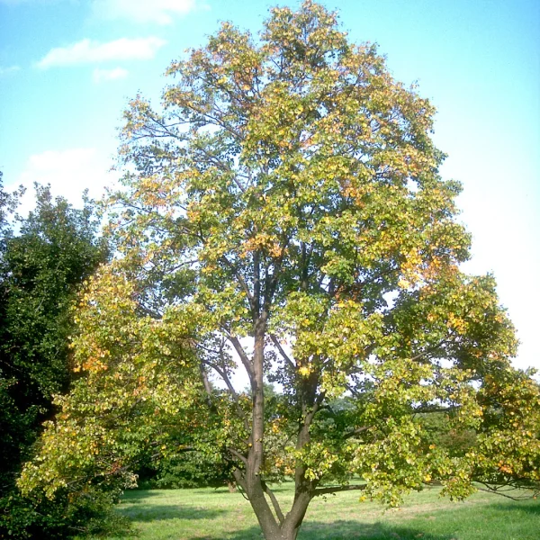 Tilia mongolica – Mongolian linden
