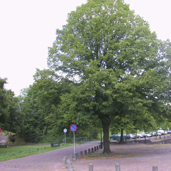 Tilia platyphyllos 'Naarden' – Tilia platyphyllos 'Naarden'