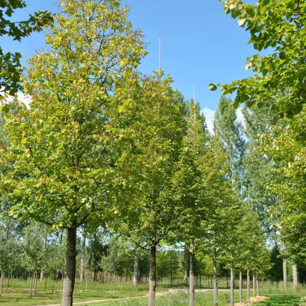 Tilia platyphyllos 'Prince's Street' – Tilia platyphyllos 'Prince's Street'