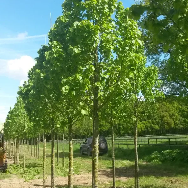 Tilia platyphyllos 'Zelzate' – Tilia platyphyllos 'Zelzate'