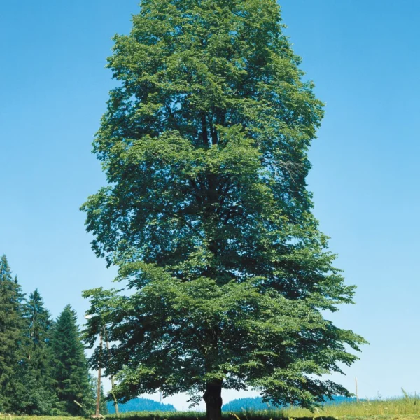 Ulmus glabra – Mountain elm, Wych elm, Scotch elm