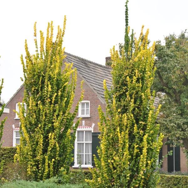 Ulmus ×hollandica 'Wredei' – Gold-Ulme