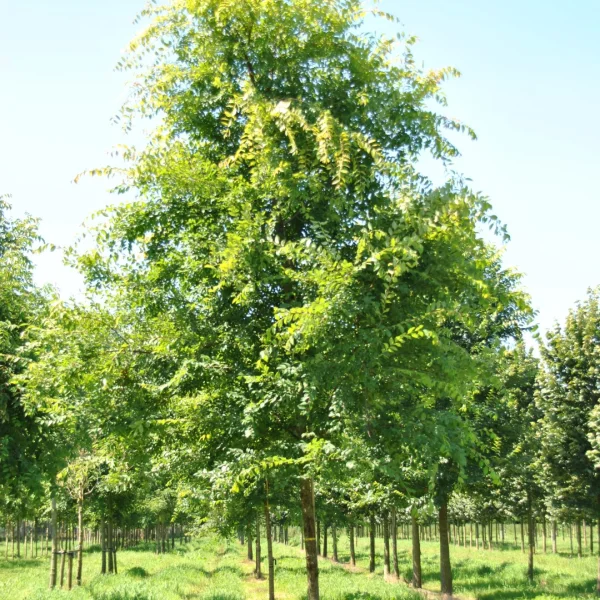 Ulmus parvifolia 'Dynasty' – Ulmus parvifolia 'Dynasty'