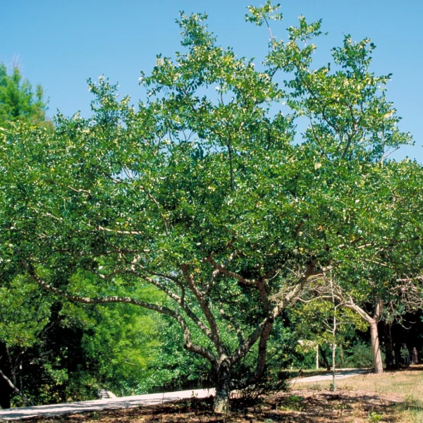 Zanthoxylum americanum – Prickly-ash, Toothache tree